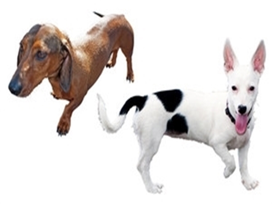 Toy Group Judging | Crufts 2022