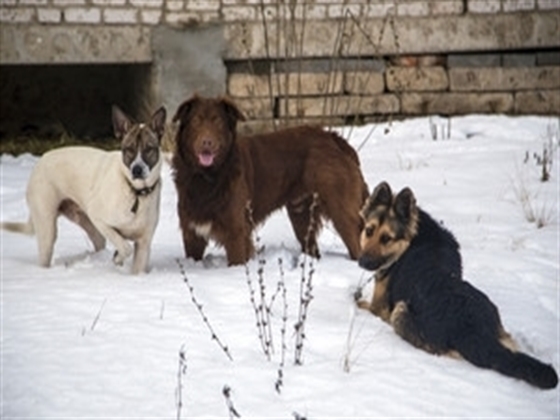 German Spitz dog ki harkatein??