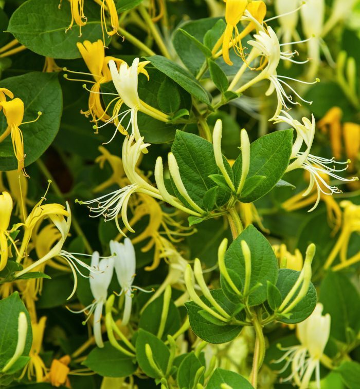 Japanese honeysuckle, invasive plant species