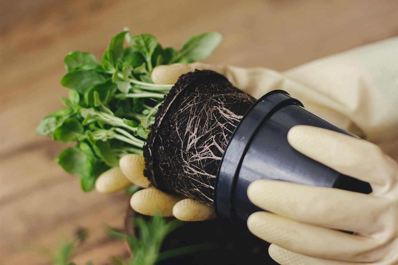 Hands in gloves holding fresh green basil plant in plastic on background of floor. Repotting herbs