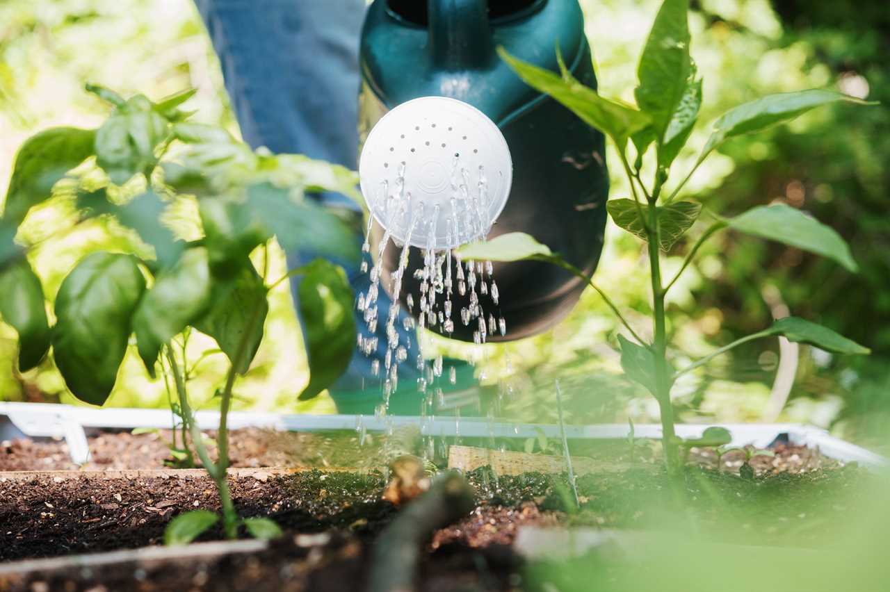 close up of anonymous person watering plants in vegetable garden