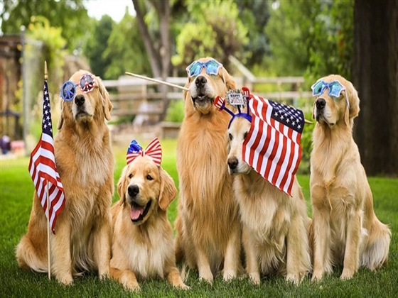 Energetic Goldendoodle Puppies