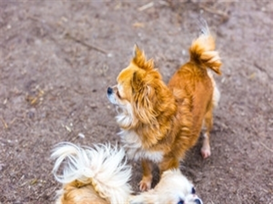 Dog Meets Newborn Baby For First Time And THROWS A TANTRUM