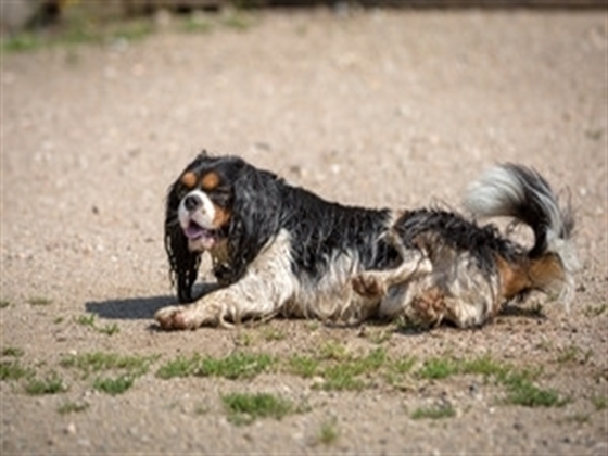 Apollo off leash pack up training